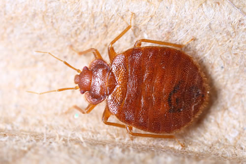 bed bugs picture