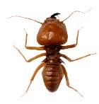 Picture of a termite